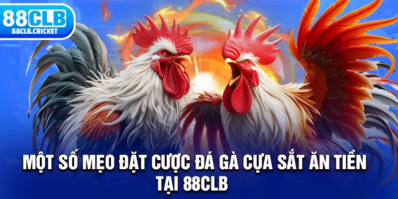 Một số mẹo đặt cược đá gà cựa sắt ăn tiền tại 88CLB