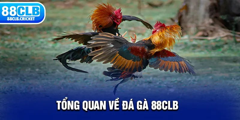 Tổng quan về đá gà 88CLB